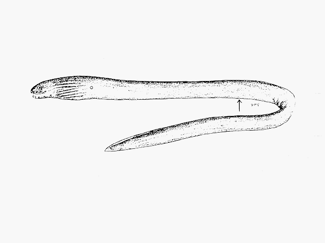 Uropterygius concolor Rüppell, 1838